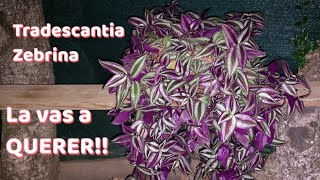 Tradescantia Zebrina y cómo propagarla o reproducirla es INCREIBLE suscribirse Quetecuentintarantino [upl. by Rooney]