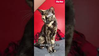 The Truth About Tortoiseshell Cats [upl. by Iseabal]