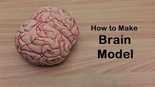 How to make Brain Cerebrum Model  3d thermocolStyrofoam Carving [upl. by Nollie]