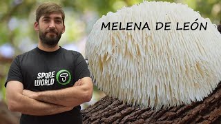 CURSO DE 👨‍🏫 CULTIVO MELENA DE LEÓN 🔎🍄 Hericium erinaceus [upl. by Ahtoelc]