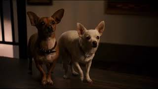 beverly hills chihuahua 2 2011  papi jr gets saved by delgado [upl. by Aket]