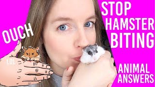 How To Stop A Hamster From Biting [upl. by Trawets]