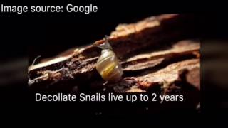 Basic Decollate Snail Care [upl. by Edwyna]