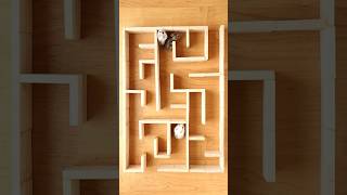 Hamster Maze Escape smart 😅 [upl. by Gabey]