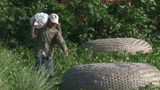 Vetiver System  Coastal Protection Central Vietnam English subtitles using Vetiver Grass [upl. by Katrinka]