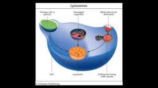 Lysosomes [upl. by Daryl]