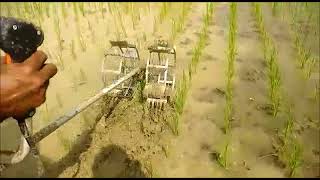 Power Weeder in Paddy [upl. by Tayib997]