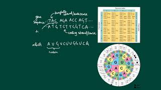 The genetic code codons nonoverlapping unambiguous and degenerate [upl. by Xeno540]