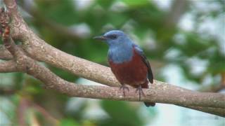 イソヒヨドリ（2）公園（那覇）  Blue Rock Thrush  Wild Bird  野鳥 動画図鑑 [upl. by Akerdal]