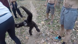 Gibbon Stealing Our Bananas Susa Waterfall Mae Hong Son Thailand [upl. by Nosmoht]