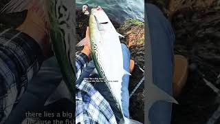 Big fishfishing fish bassfishing fishinglife blacktipshark fishshark greenfish fishspecies [upl. by Eylhsa]