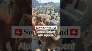 The CUTEST Alpacas 🇨🇭 Alpine Descent Switzerland shorts travel switzerland [upl. by Karoline]