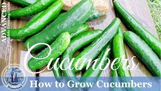 How To Grow Cucumbers Vertically on a Trellis [upl. by Tyra]