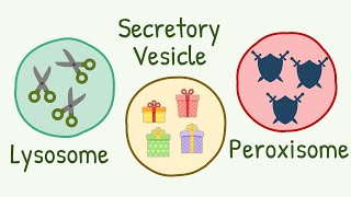 Lysosomes Peroxisomes amp Secretory Vesicles  Brothors from Same Mother [upl. by Nitsur]