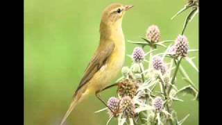 Getting to grips with warblers 1 Chiffchaff Vs Willow Warbler [upl. by Balf47]