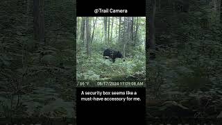 That’s why I break over ten trail cameras each year [upl. by Aseiram]