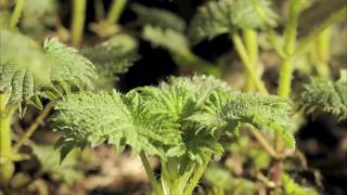 Stinging Nettles growing time lapse over 4 weeks [upl. by Etnelav791]