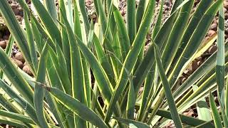 Yucca filamentosa Bright Edge [upl. by Renruojos]