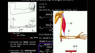 Biomechanics  Torque Problem 1 Elbow Joint Biceps Force Mech Adv Joint Reaction Force [upl. by Nylave]