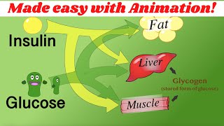 Insulin glucagon amp glycogen regulation Made simple with animation [upl. by Prosser]