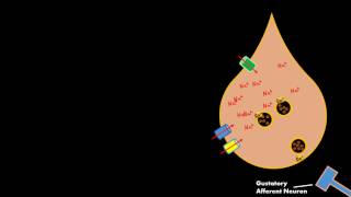 Salty Taste Gustatory cell Physiology RELEASES SEROTONIN not ATP [upl. by Otilrac]