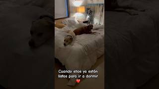 Perritos en la cama ❤️ [upl. by Uchish]