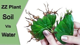 How to propagate ZZ plant leaves SOIL VS WATER with 100 SUCCESS  and ZZ propagation care and tips [upl. by Kris]