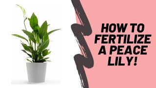 How To Properly Fertilize Your Peace Lily Spathiphyllum [upl. by Zackariah]