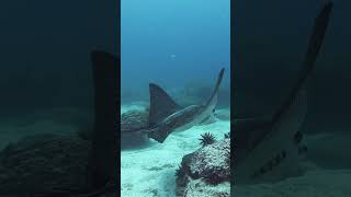 How does a manta ray differ from a stingray naturepbs wildlife stingray mantaray oceanlife [upl. by Goody317]