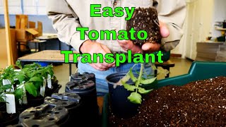 How to Transplant Tomato Seedlings [upl. by Ryhpez]