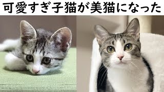 可愛すぎる子猫が大きくなるまで【タビ成長記】 [upl. by Gavra]