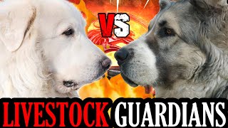 Great Pyrenees vs Central Asian Shepherd  Alabai vs Great Pyrenees  Powerful Dog  Billa Boyka [upl. by Gerkman]