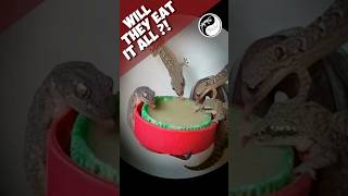 Mourning Gecko Diet Feeding Tips For a Happy Colony shorts gecko [upl. by Gnik]