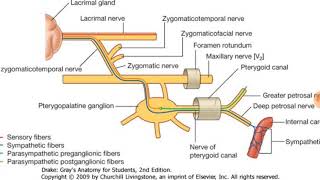 Pterygopalatine ganglion explained clearly [upl. by Naerda643]