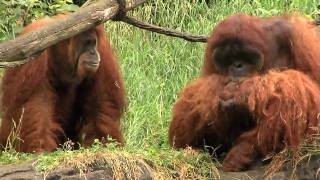 Zoo View Sumatran OrangutanCincinnati Zoo [upl. by Atsev]