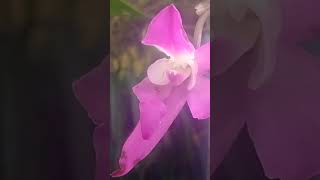 Laelia Autumnalis [upl. by Jacquette]