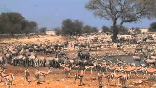 Namibia safari highlights Skeleton Coast Namib Naukluft and Etosha National park [upl. by Neelsaj]