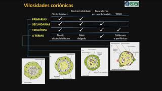 Vilosidades Coriônicas Formação e Papéis [upl. by Crutcher]