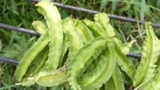 Harvesting SIGARILYAS and OKRA  TITO SHAY [upl. by Ylenats987]