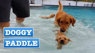 Cute Puppies Learning to Swim  FirstTimeVideos [upl. by Aneeroc]