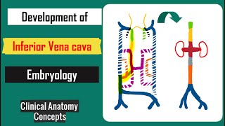 Development of Inferior Vena Cava I IVC Embryology I Anatomy I CCA [upl. by Ileak263]