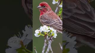 Tiny birdbig sound birds housefinch housefinches housefinchsinging [upl. by Vincentia]