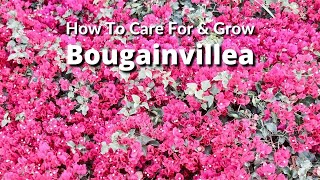 How To Care For and Grow Bougainvillea A Flowering Machine  Joy Us Garden [upl. by Notsuoh394]