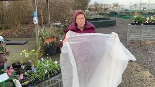 How To Protect Plants From FrostCold With Garden Fleece [upl. by Zorah]