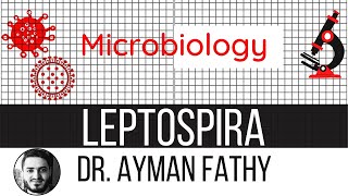 leptospirosis  USMLE Step 1 Microbiology  Dr Ayman Fathy [upl. by Bigelow]