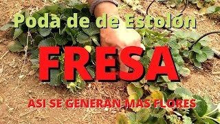 Fresa cómo hacer crecer las fresas Podas [upl. by Steinway161]