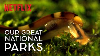 The Horror of the HammerHead Worm  Our Great National Parks  WildForAll  Netflix [upl. by Blanc]