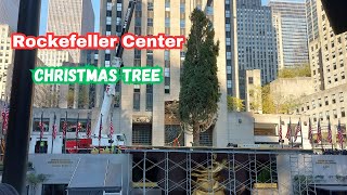 El Rockefeller Center Christmas Tree 2024 ya esta aquiNew York City [upl. by Caddric814]