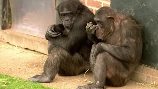 4 Things You Didnt Know about Chimps  BBC Earth [upl. by Anpas]