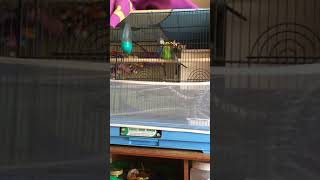 Parakeets mating budgies having sex [upl. by Yddeg74]